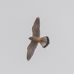 Falco tinnunculus
