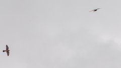 Falco tinnunculus