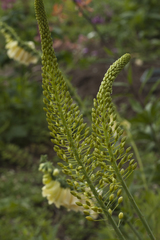 Eremurus stenophyllus
