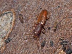 Silvanus unidentatus