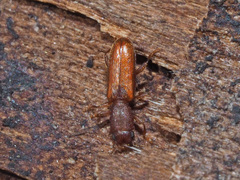 Silvanus unidentatus