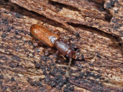 Silvanus unidentatus