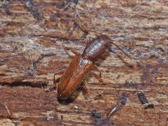 Silvanus unidentatus