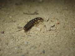 Nebriinae