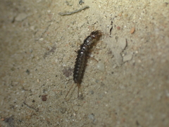 Nebriinae