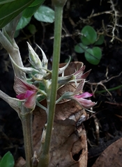 Flemingia macrophylla