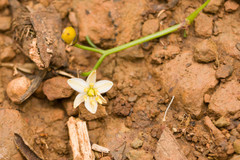 Dianella sandwicensis