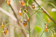 Dianella sandwicensis