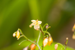Dianella sandwicensis