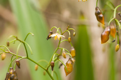 Dianella sandwicensis