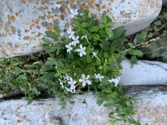 Chaenostoma integrifolium