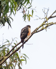 Accipiter striatus ventralis