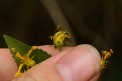 Bidens asymmetrica