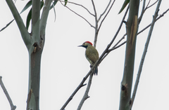 Colaptes atricollis