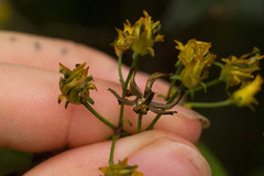 Bidens asymmetrica