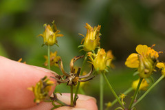 Bidens asymmetrica