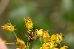 Bidens asymmetrica