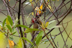 Colaptes atricollis