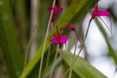 Masdevallia amabilis