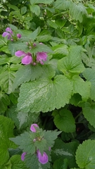 Lamium maculatum
