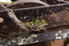 Naultinus