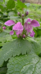 Lamium maculatum