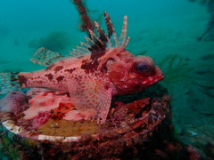 Neosebastes bougainvillii