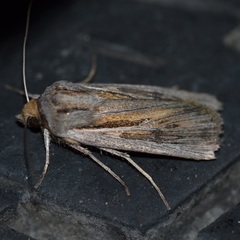 Agrotis dislocata