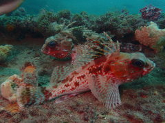 Neosebastes bougainvillii