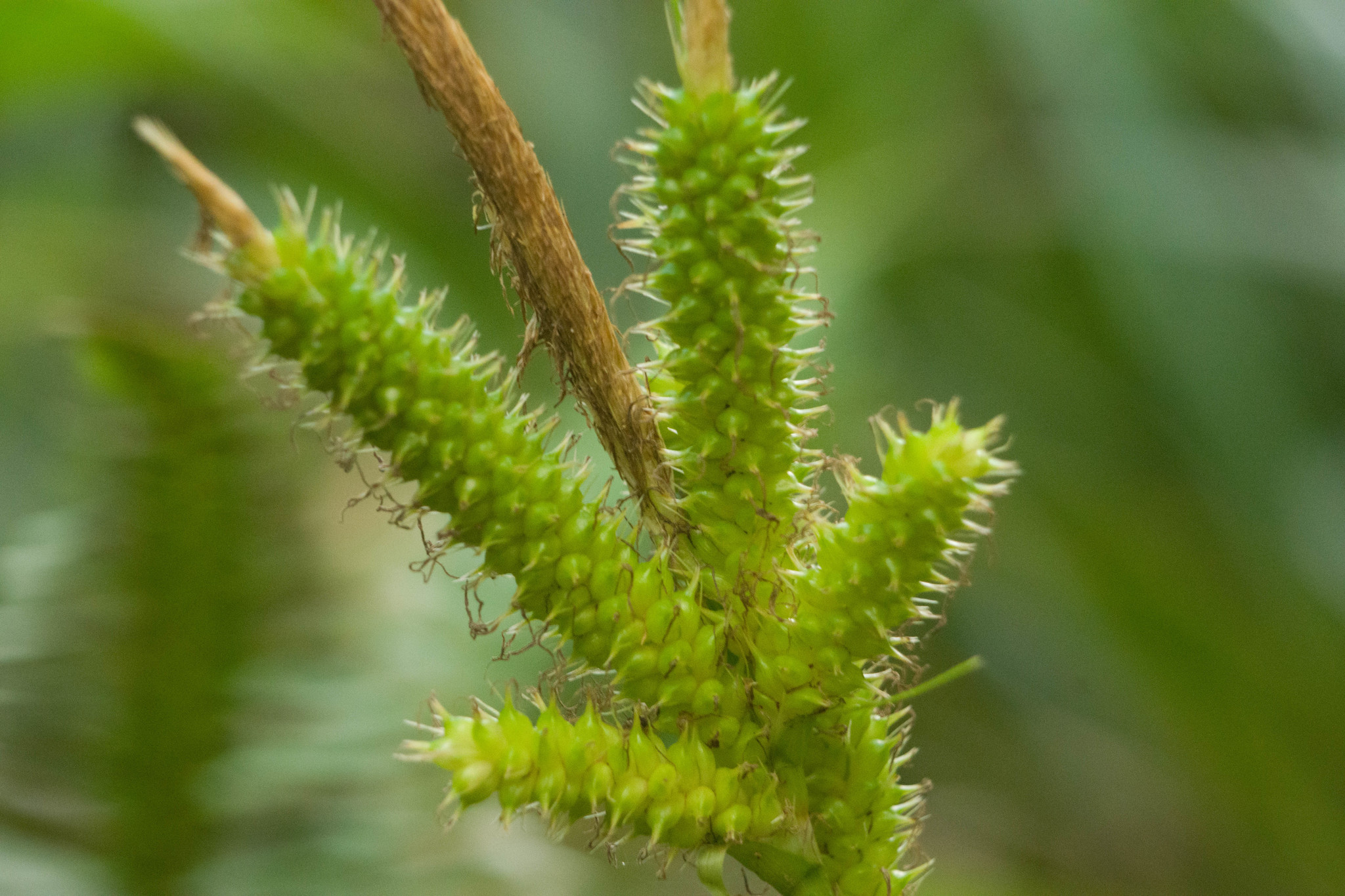 Carex wahuensis