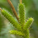 Carex wahuensis - Photo (c) Kevin Faccenda,  זכויות יוצרים חלקיות (CC BY), הועלה על ידי Kevin Faccenda