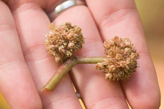 Touchardia latifolia