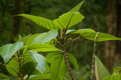 Touchardia latifolia