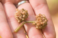 Touchardia latifolia