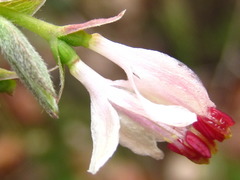 Lonicera praeflorens