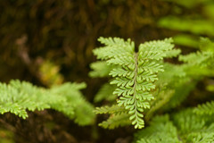 Adenophorus tamariscinus