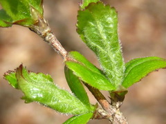 Weigela subsessilis