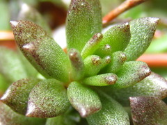 Sedum polytrichoides