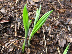 Iris rossii