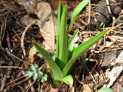 Lilium lancifolium