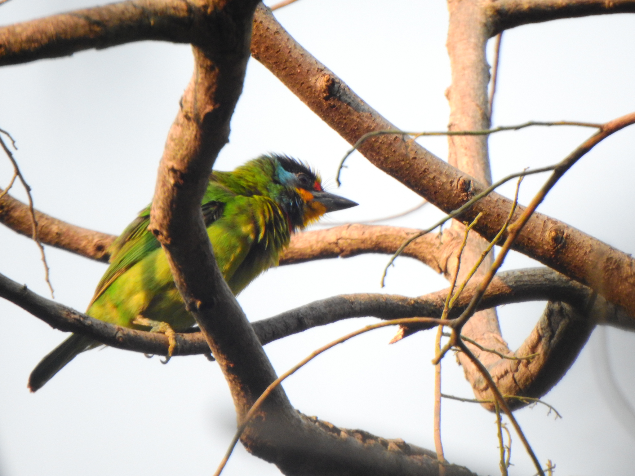 Taiwan Barbet