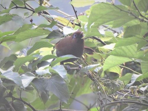 Rusty Laughingthrush (Pterorhinus poecilorhynchus), photo 3