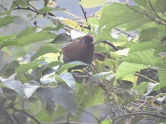 Pterorhinus poecilorhynchus