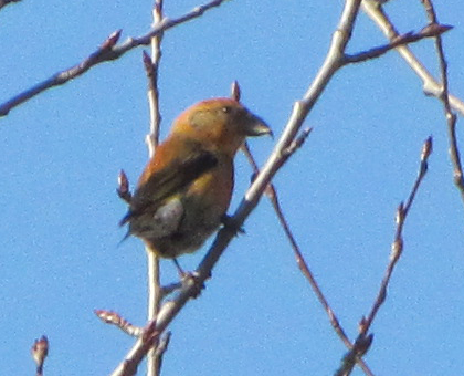 Bec-croisé des sapins, mâle