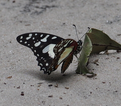 Graphium angolanus