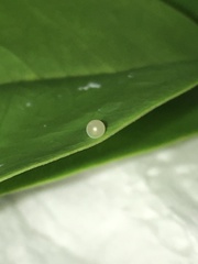 Graphium agamemnon agamemnon