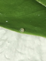 Graphium agamemnon agamemnon