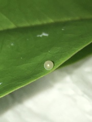 Graphium agamemnon agamemnon