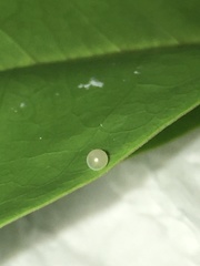 Graphium agamemnon agamemnon