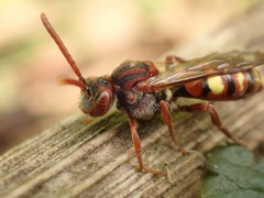 Nomada ruficornis